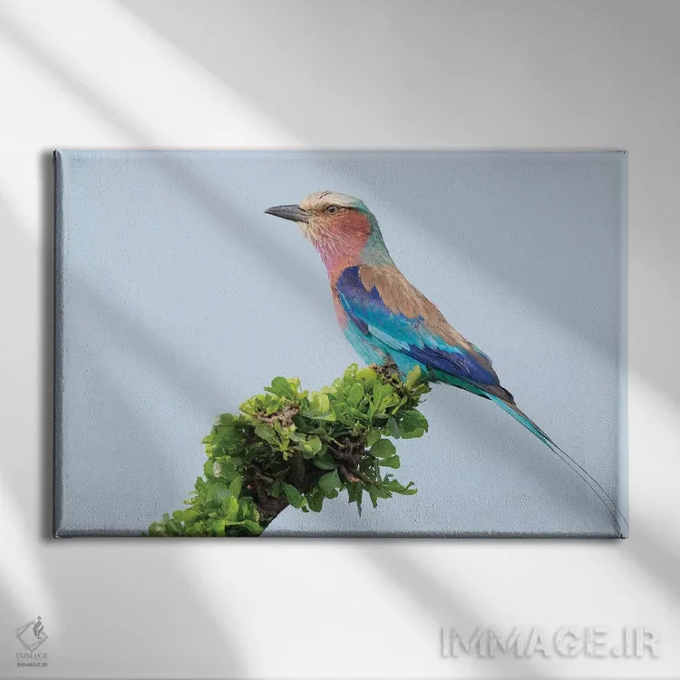 تابلو غلتزن سینهیاسی (پرنده آفریقایی) اثر دیک ون دویْن - نمای روبهرو روی دیوار