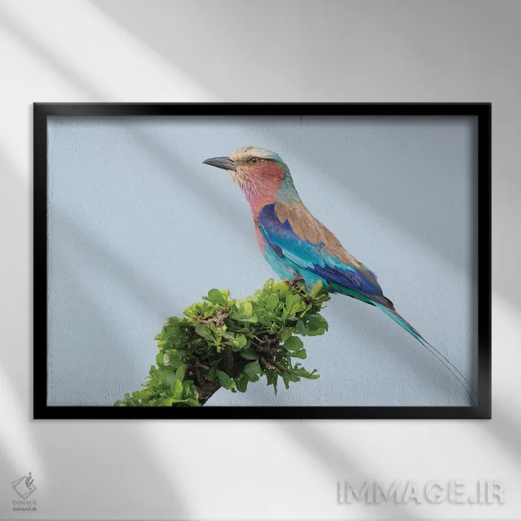 تابلو غلتزن سینهیاسی (پرنده آفریقایی) اثر دیک ون دویْن - نمای قابدار مشکی