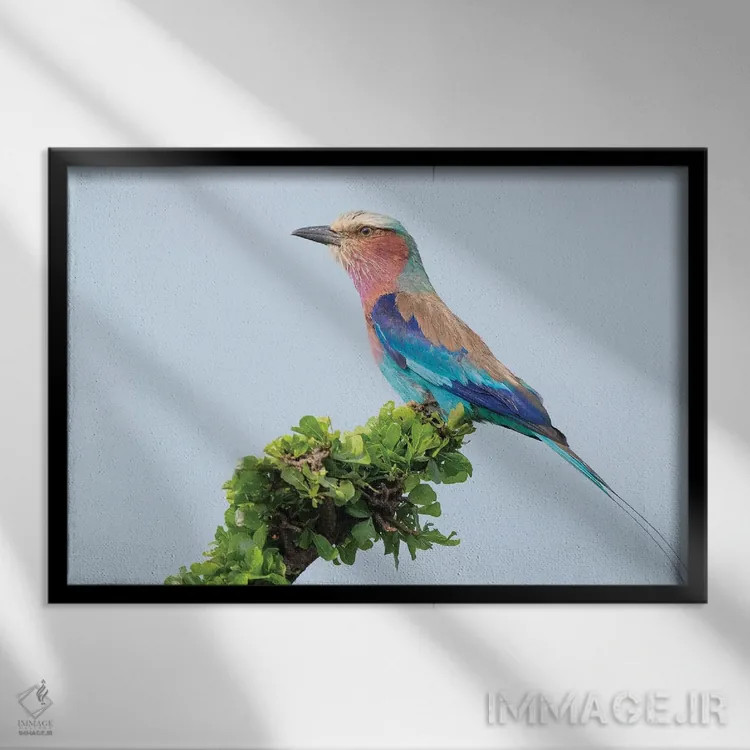 تابلو غلتزن سینهیاسی (پرنده آفریقایی) اثر دیک ون دویْن - نمای قابدار مشکی