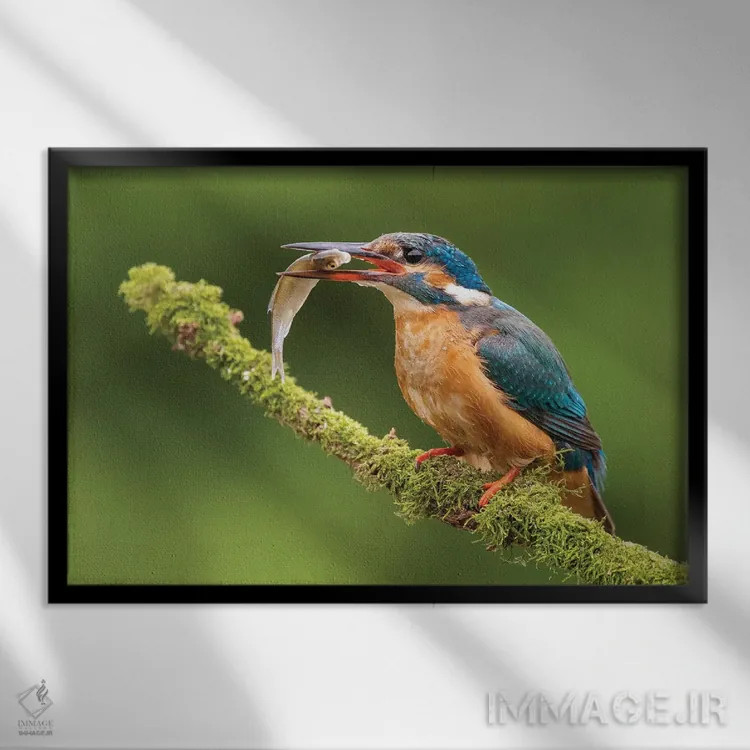 تابلو ماهیخورک با شکارش اثر دیک ون دویْن - نمای قابدار مشکی