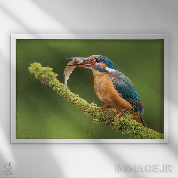 تابلو ماهیخورک با شکارش اثر دیک ون دویْن - نمای قابدار سفید