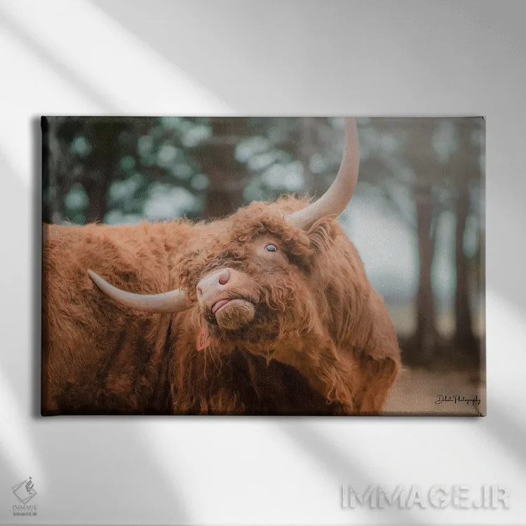 تابلو خارش ارتفاعات (طرح طنزگونه) اثر دکوتا باورر - نمای روبهرو روی دیوار