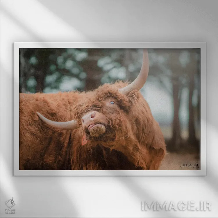 تابلو خارش ارتفاعات (طرح طنزگونه) اثر دکوتا باورر - نمای قابدار سفید