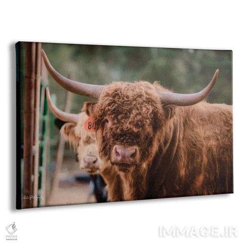 تابلو گاو نر اثر دکوتا باورر - نمای پرسپکتیو محصول