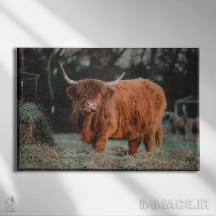 تابلو گاو گرسنه I اثر دکوتا باورر - نمای روبهرو روی دیوار