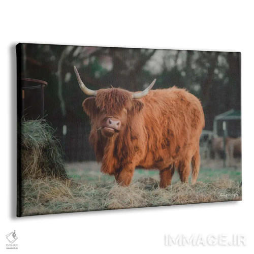 تابلو گاو گرسنه I اثر دکوتا باورر - نمای پرسپکتیو محصول