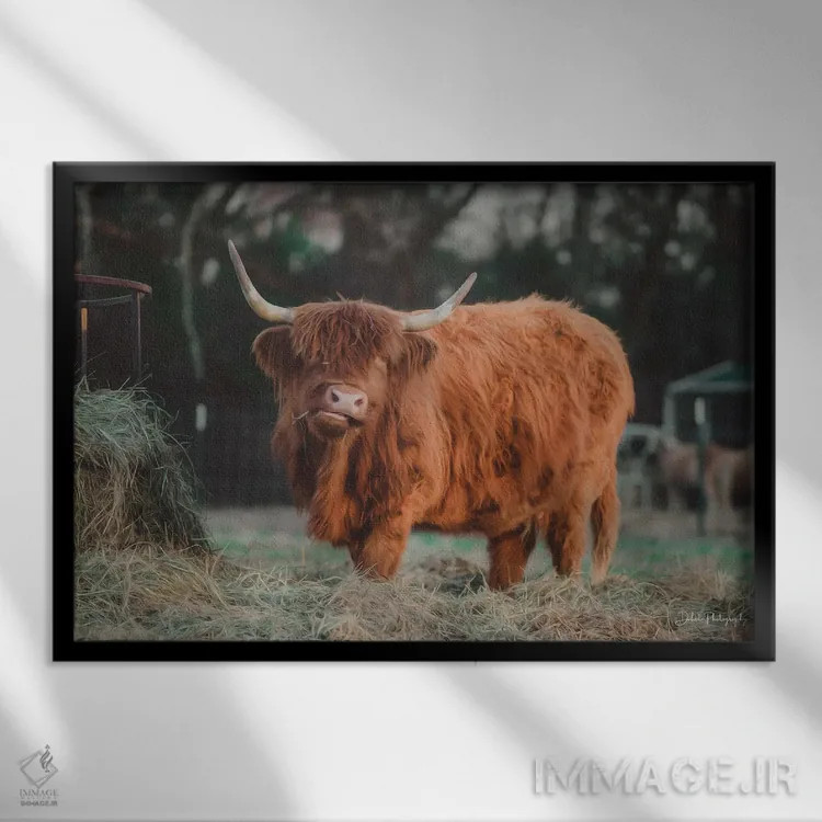 تابلو گاو گرسنه I اثر دکوتا باورر - نمای قابدار مشکی