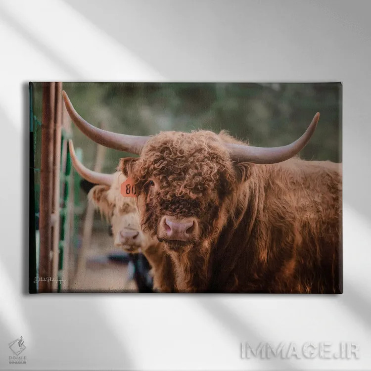 تابلو گاو نر اثر دکوتا باورر - نمای روبهرو روی دیوار