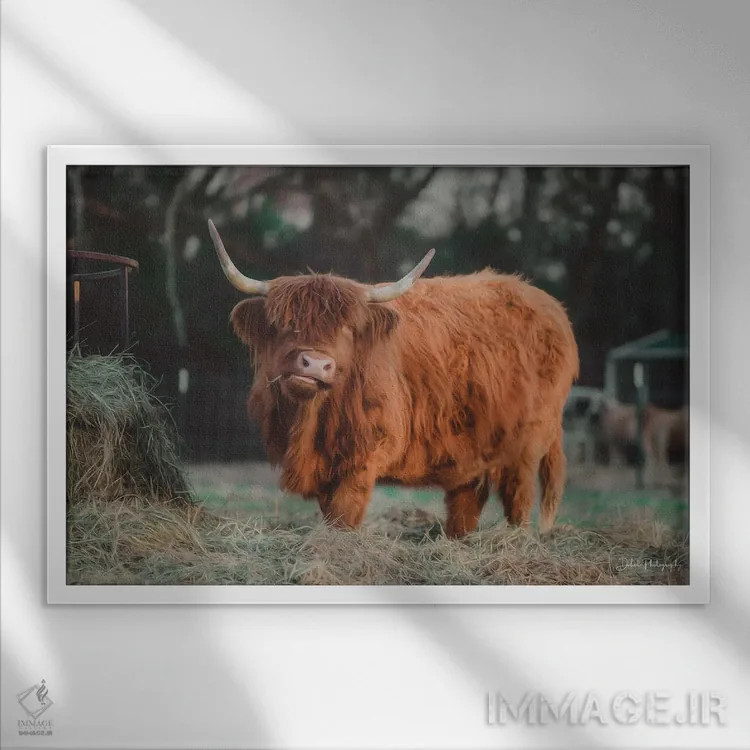 تابلو گاو گرسنه I اثر دکوتا باورر - نمای قابدار سفید