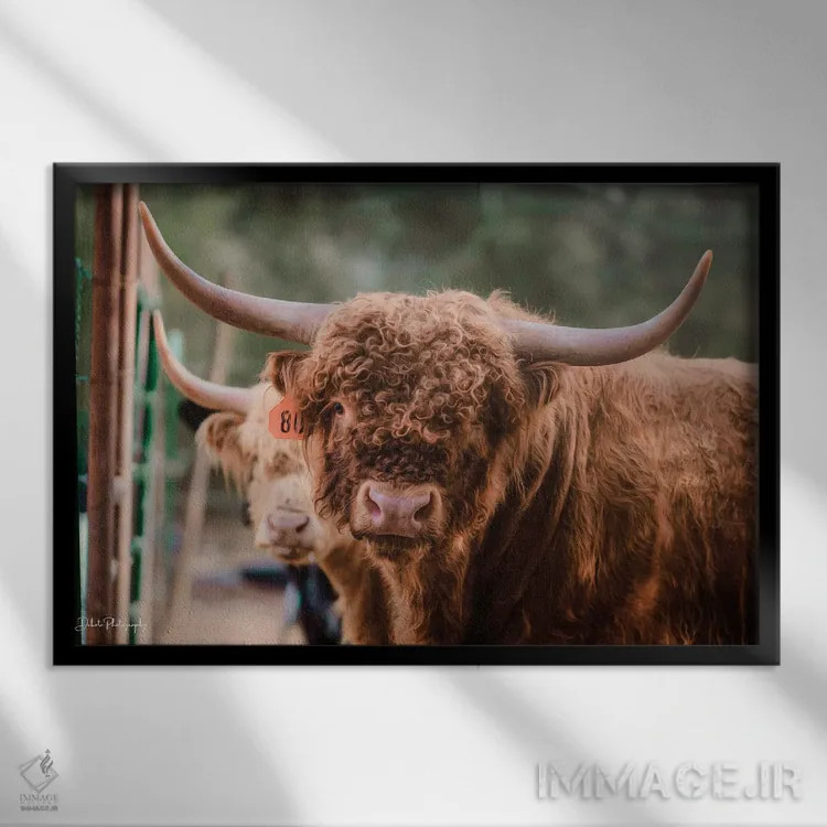 تابلو گاو نر اثر دکوتا باورر - نمای قابدار مشکی