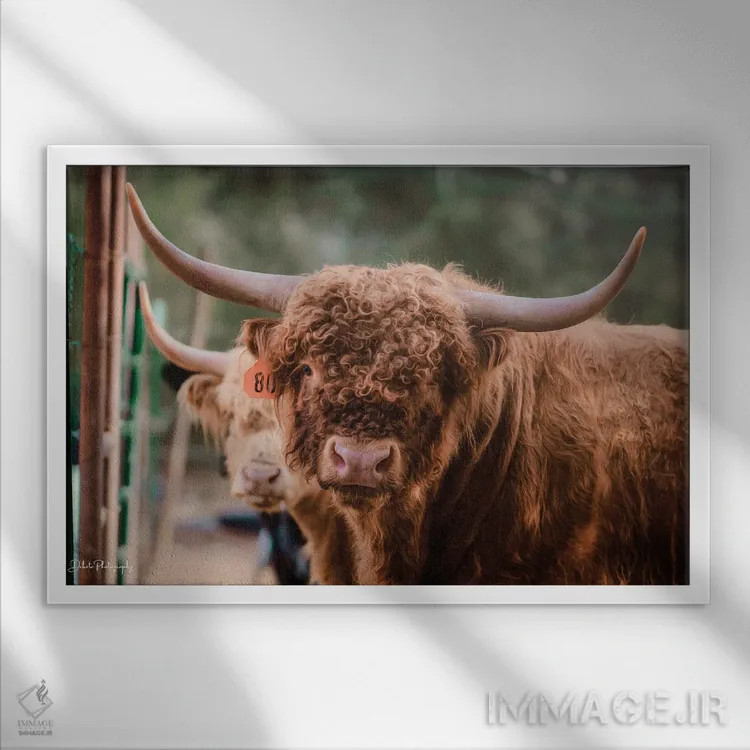 تابلو گاو نر اثر دکوتا باورر - نمای قابدار سفید