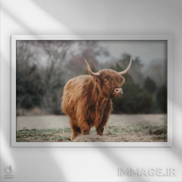 تابلو گاو مادر اثر دکوتا باورر - نمای قابدار سفید