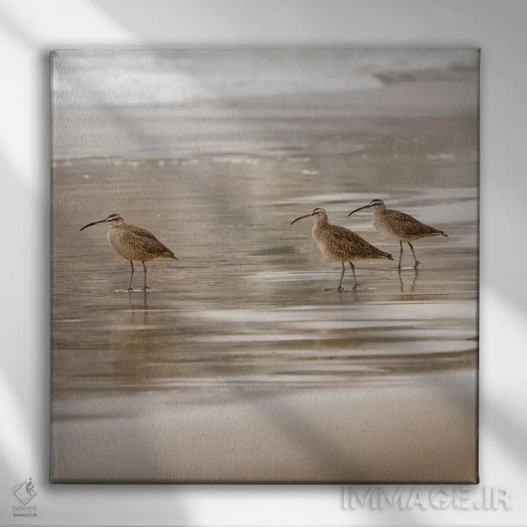 تابلو پرندگان ساحلی یک اثر دانیتا دلیمنت - نمای روبهرو روی دیوار