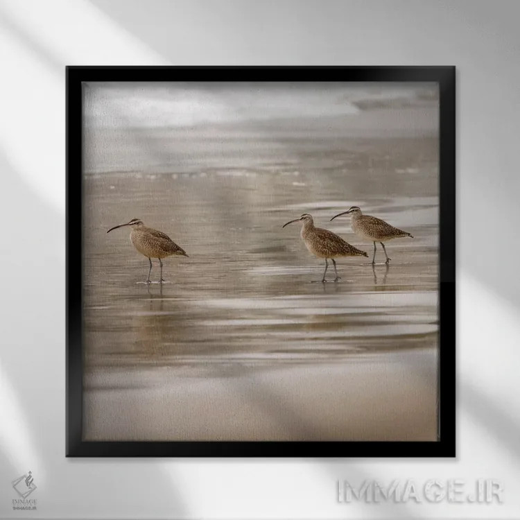 تابلو پرندگان ساحلی یک اثر دانیتا دلیمنت - نمای قابدار مشکی