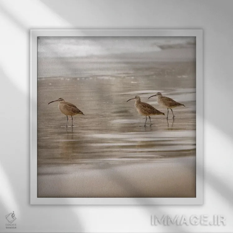 تابلو پرندگان ساحلی یک اثر دانیتا دلیمنت - نمای قابدار سفید