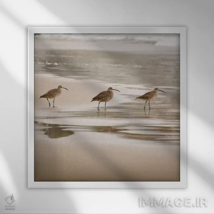 تابلو پرندگان ساحلی دو اثر دانیتا دلیمنت - نمای قابدار سفید