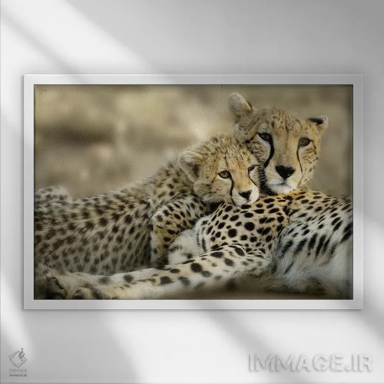 تابلو توله کنیا اثر دانیتا دلیمنت - نمای قابدار سفید