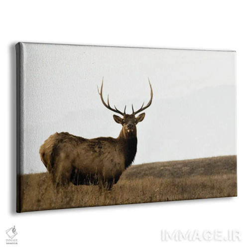 تابلو منطقه ملی بوفالوها اثر دانیتا دلیمنت - نمای پرسپکتیو محصول