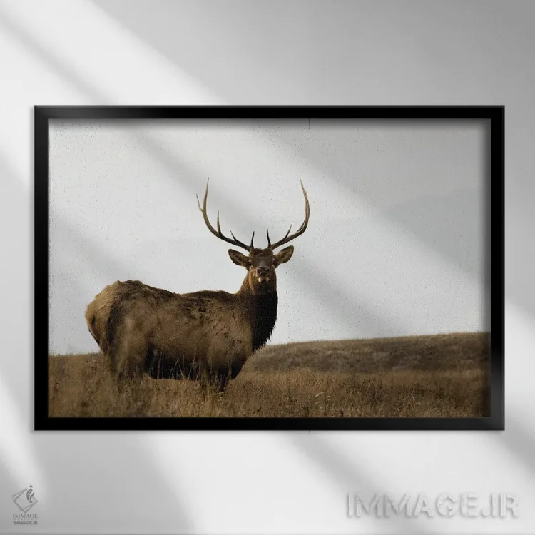 تابلو منطقه ملی بوفالوها اثر دانیتا دلیمنت - نمای قابدار مشکی