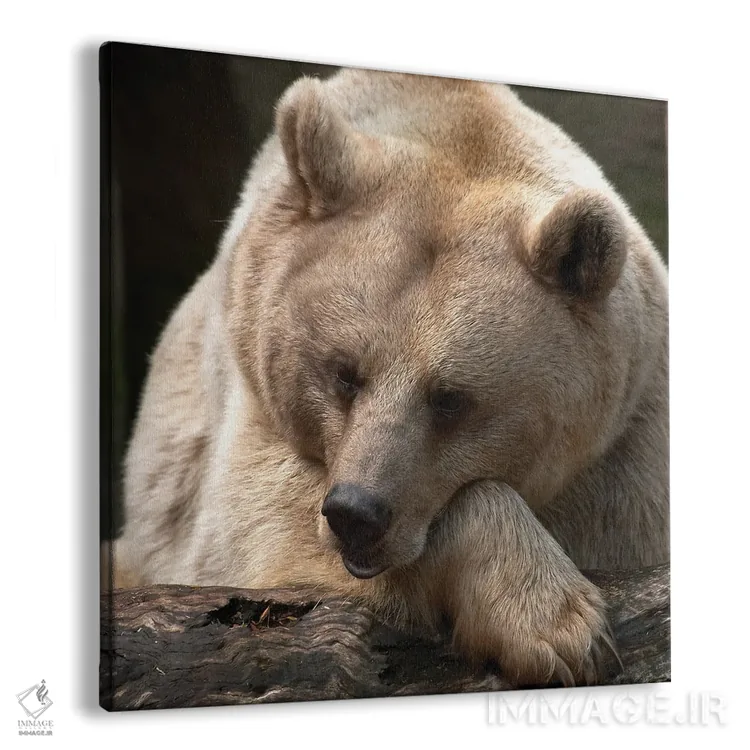 تابلو افکار خرس اثر دانیتا دلیمنت - نمای پرسپکتیو محصول