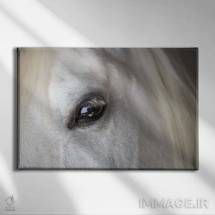 تابلو اسب جزایر بالئاریک اثر دانیتا دلیمنت - نمای روبهرو روی دیوار