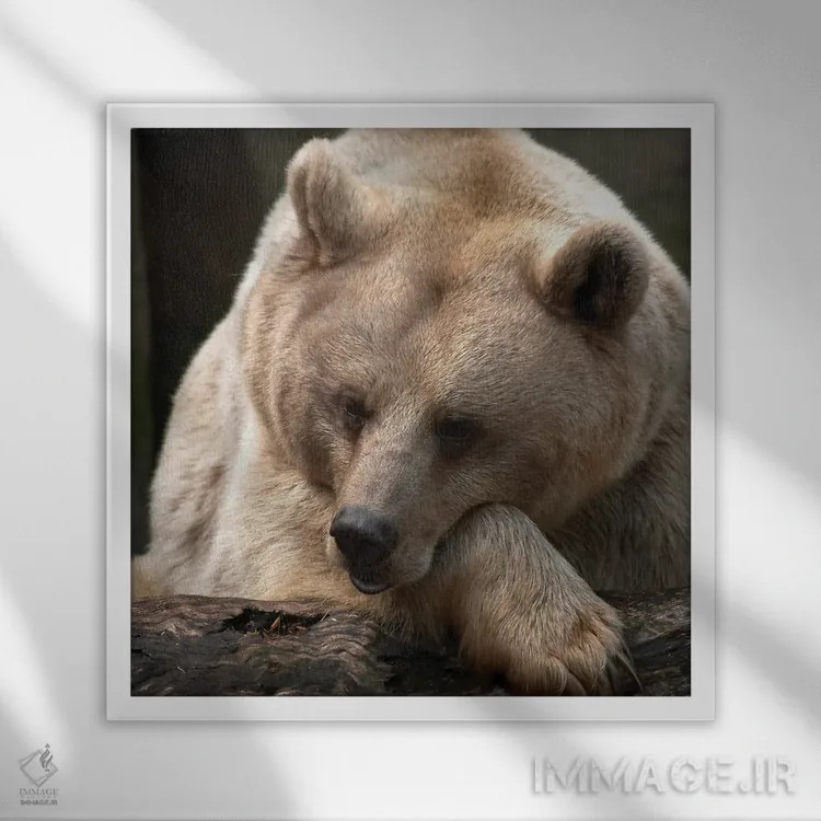 تابلو افکار خرس اثر دانیتا دلیمنت - نمای قابدار سفید