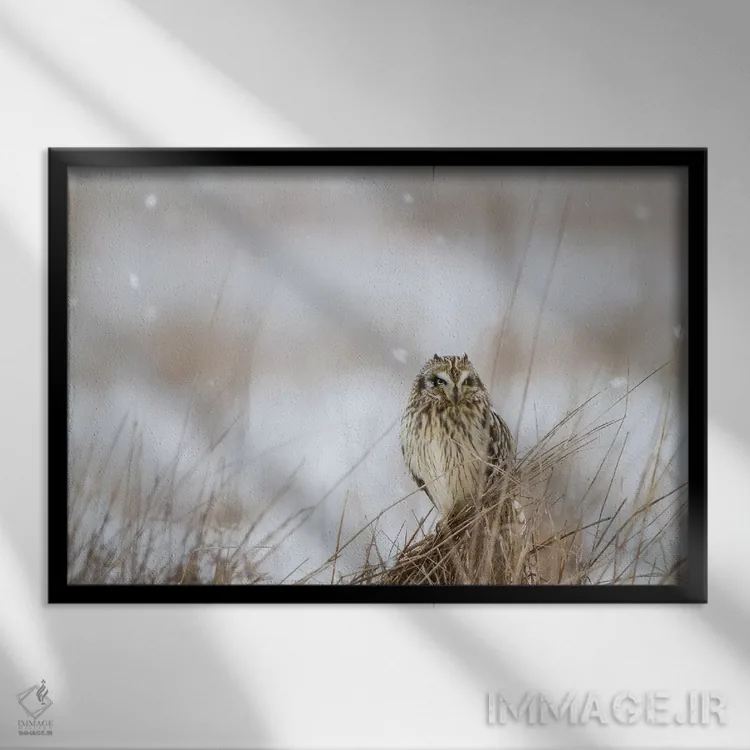 تابلو زمستان دشت اثر دانیتا دلیمنت - نمای قابدار مشکی