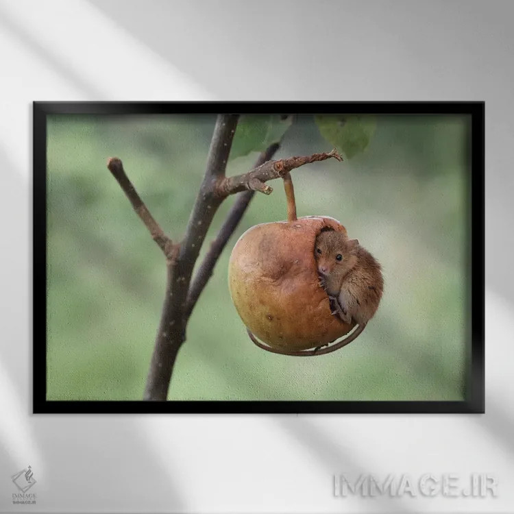 تابلو چرت کوتاه اثر باور میسون - نمای قابدار مشکی