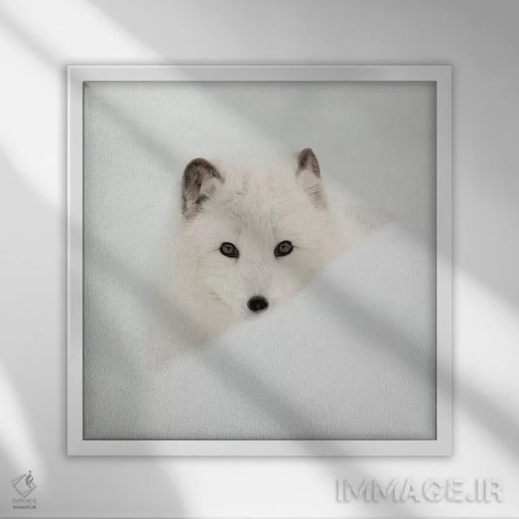 تابلو روباه قطبی اثر دانیتا دلیمنت - نمای قابدار سفید
