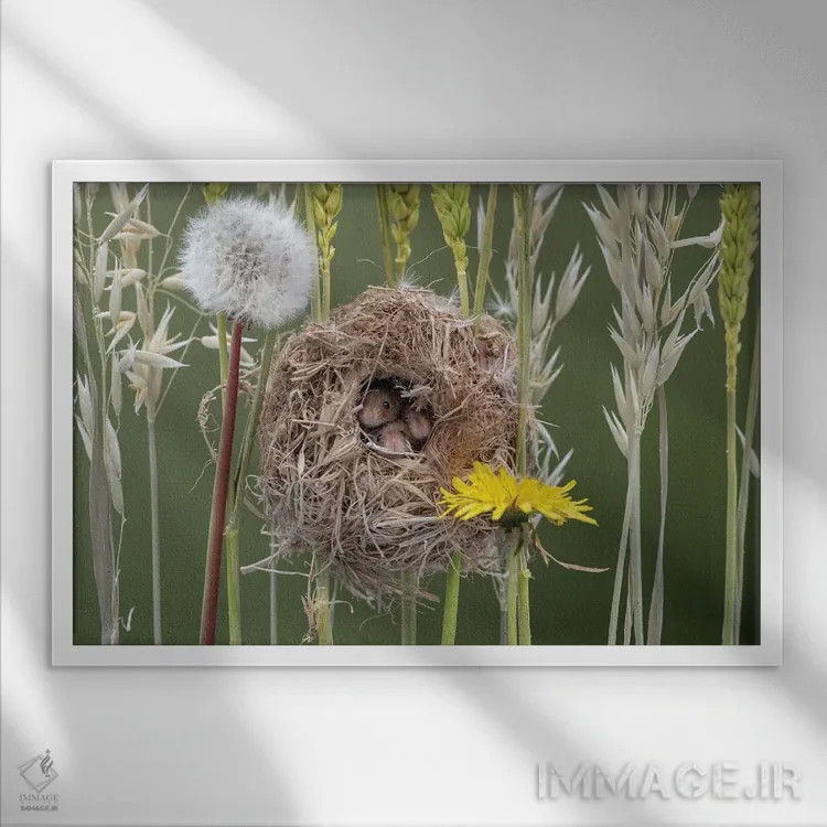 تابلو سه موش نه چندان کور اثر باور میسون - نمای قابدار سفید