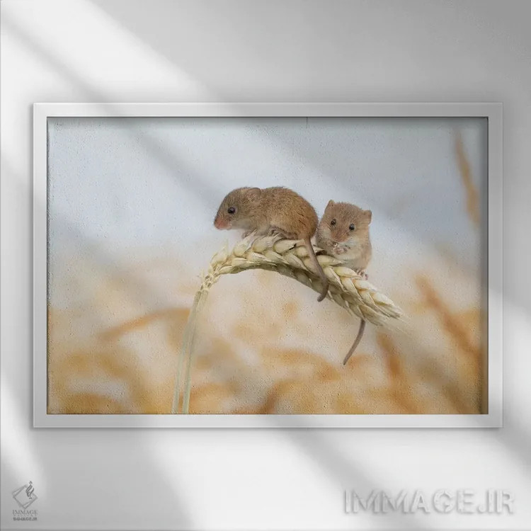 تابلو دوتایی بودن بهتر است اثر باور میسون - نمای قابدار سفید