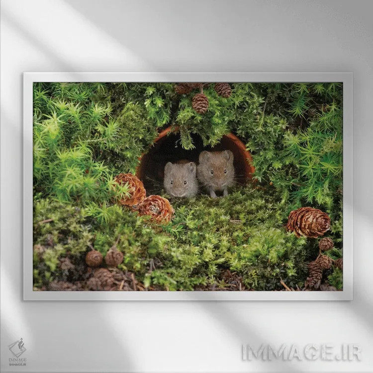 تابلو چه کسی ما را بیدار کرد اثر باور میسون - نمای قابدار سفید