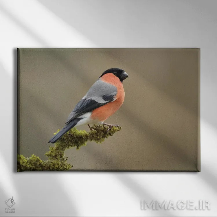 تابلو سهرهٔ صورتی نر اثر باور میسون - نمای روبهرو روی دیوار