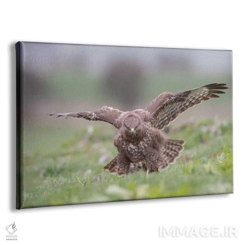 تابلو حفاظت کردن کرکس اثر باور میسون - نمای پرسپکتیو محصول