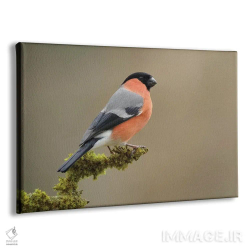 تابلو سهرهٔ صورتی نر اثر باور میسون - نمای پرسپکتیو محصول