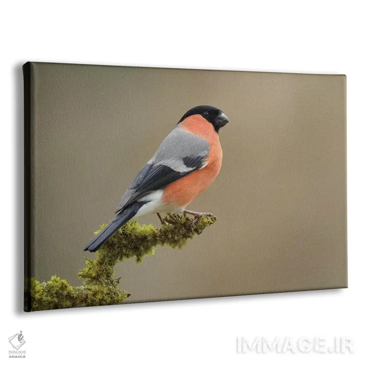 تابلو سهرهٔ صورتی نر اثر باور میسون - نمای پرسپکتیو محصول