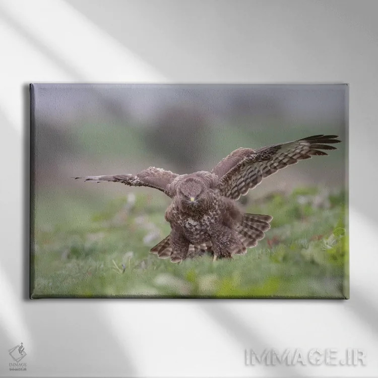 تابلو حفاظت کردن کرکس اثر باور میسون - نمای روبهرو روی دیوار