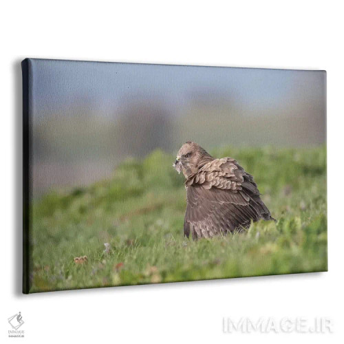 تابلو تنها غذا خوردن اثر باور میسون - نمای پرسپکتیو محصول