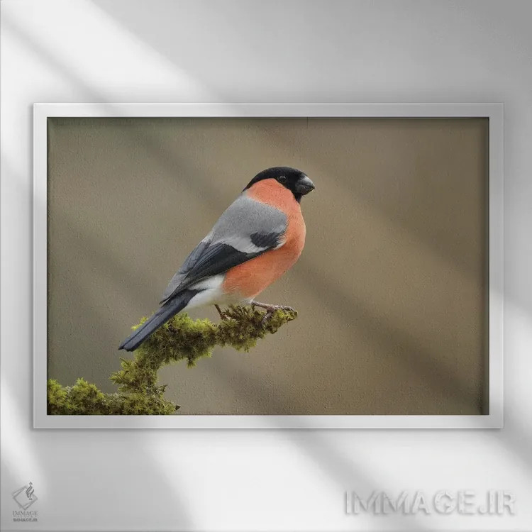 تابلو سهرهٔ صورتی نر اثر باور میسون - نمای قابدار سفید