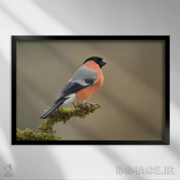 تابلو سهرهٔ صورتی نر اثر باور میسون - نمای قابدار مشکی