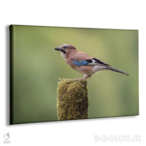 تابلو زاغ اروپایی روی پایهای خزهپوش اثر باور میسون - نمای پرسپکتیو محصول