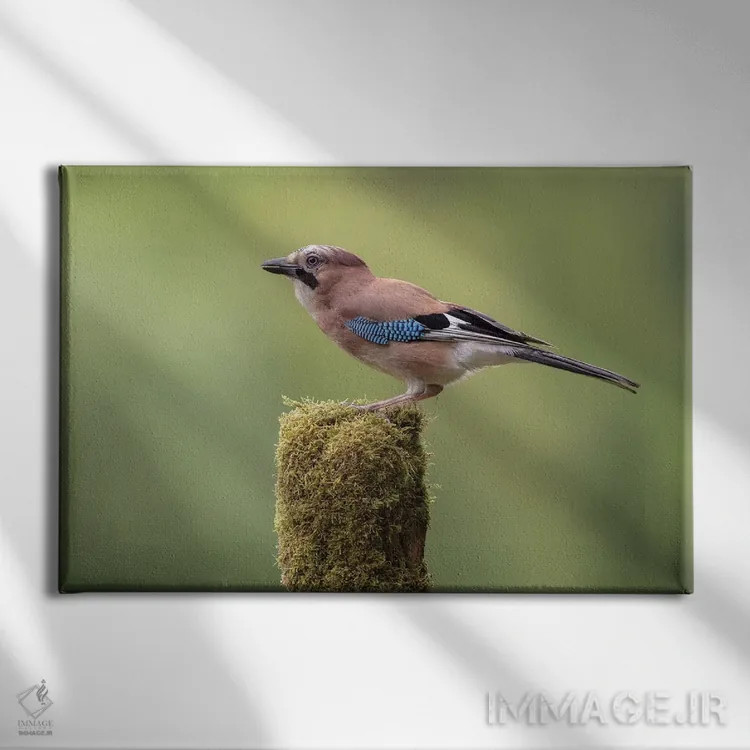 تابلو زاغ اروپایی روی پایهای خزهپوش اثر باور میسون - نمای روبهرو روی دیوار