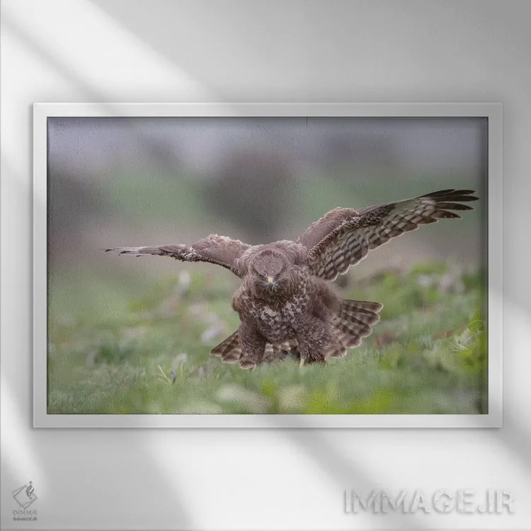 تابلو حفاظت کردن کرکس اثر باور میسون - نمای قابدار سفید