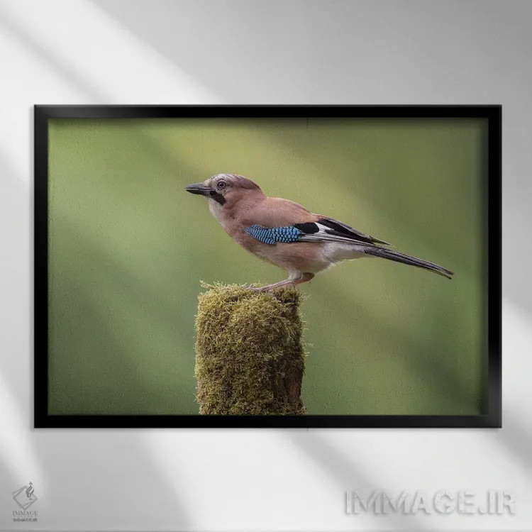 تابلو زاغ اروپایی روی پایهای خزهپوش اثر باور میسون - نمای قابدار مشکی