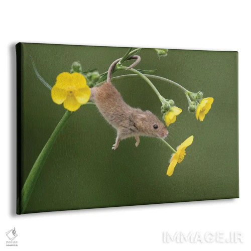 تابلو و حالا کشش (دراز کشیدن) اثر باور میسون - نمای پرسپکتیو محصول