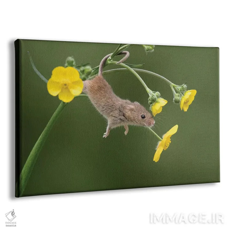 تابلو و حالا کشش (دراز کشیدن) اثر باور میسون - نمای پرسپکتیو محصول