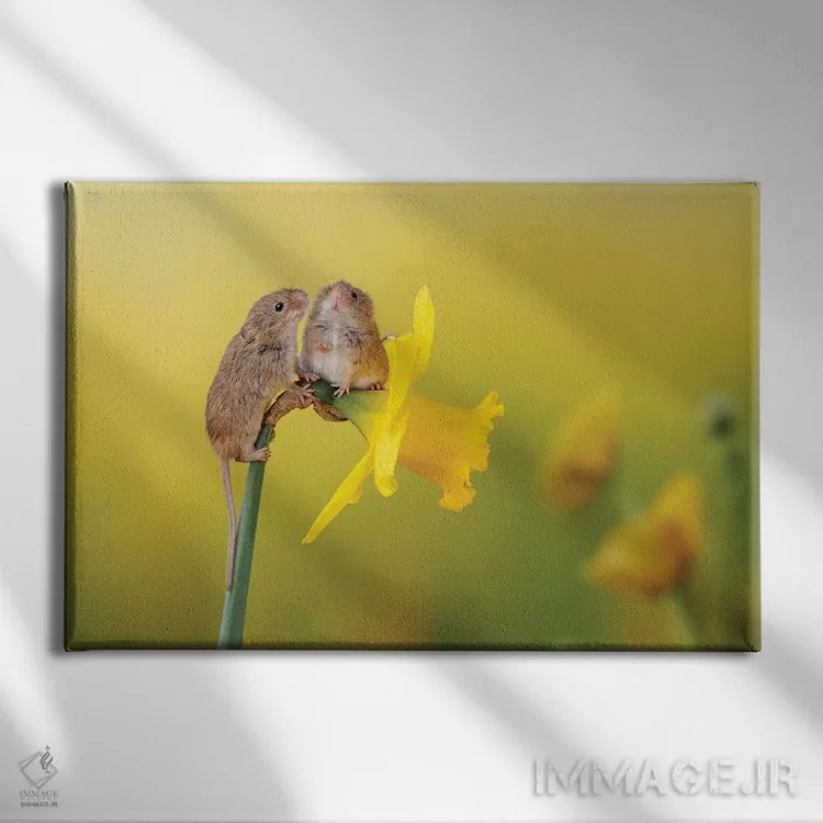 تابلو در میان گلهای نرگس اثر باور میسون - نمای روبهرو روی دیوار