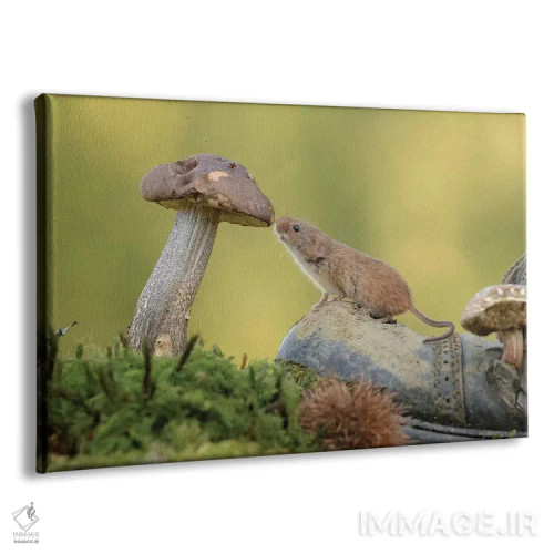 تابلو موش کنجکاو اثر باور میسون - نمای پرسپکتیو محصول