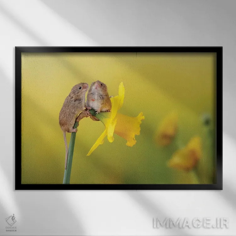 تابلو در میان گلهای نرگس اثر باور میسون - نمای قابدار مشکی