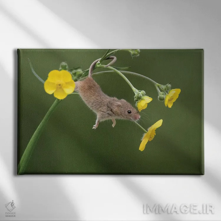 تابلو و حالا کشش (دراز کشیدن) اثر باور میسون - نمای روبهرو روی دیوار